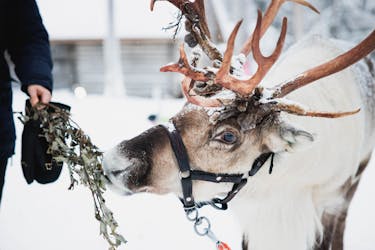 Snowmobile safari to reindeer farm